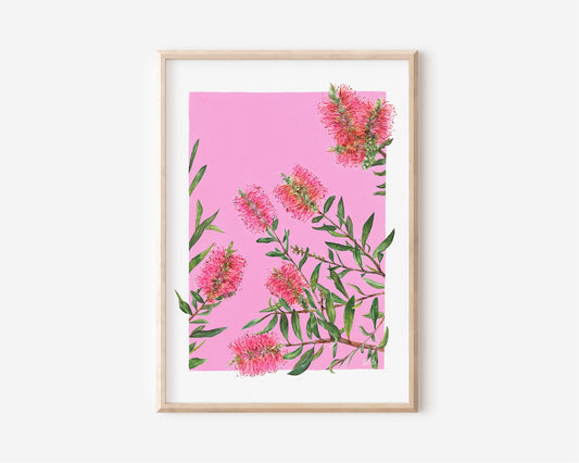 Pink Bottlebrush - A4 Fine Art Print
